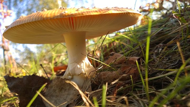 Kärpässieni syysauringossa (kuva: Laura Hiisivuori)