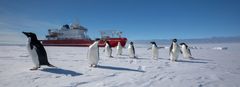 Tuhkuri on tehnyt tutkimusta Etelämantereella aikaisemminkin ja osaa jo odottaa merimatkan eri vaiheita. Pingviinit ja hylkeet ilmestyvät lähempänä mannerta. Kuva: Falklands Maritime Heritage Trust