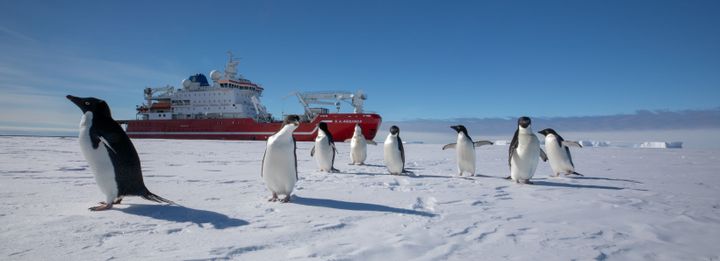 Tuhkuri on tehnyt tutkimusta Etelämantereella aikaisemminkin ja osaa jo odottaa merimatkan eri vaiheita. Pingviinit ja hylkeet ilmestyvät lähempänä mannerta. Kuva: Falklands Maritime Heritage Trust