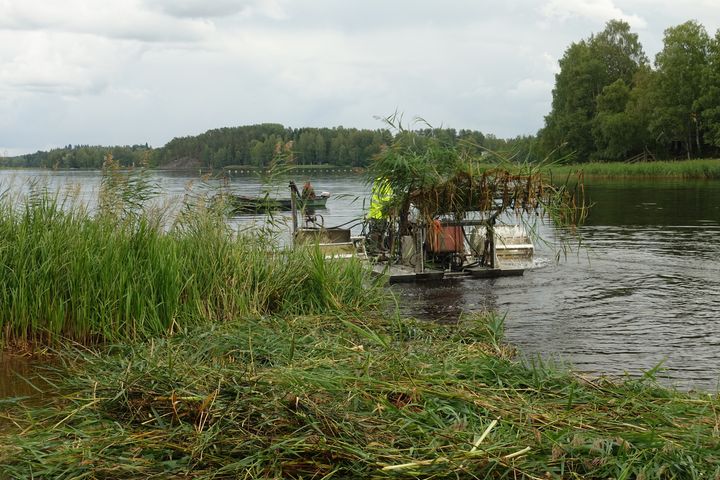 Niittovene järvessä niittämässä vesikasveja. Kuva: Juho Kotanen. Vapaa julkaistavaksi.