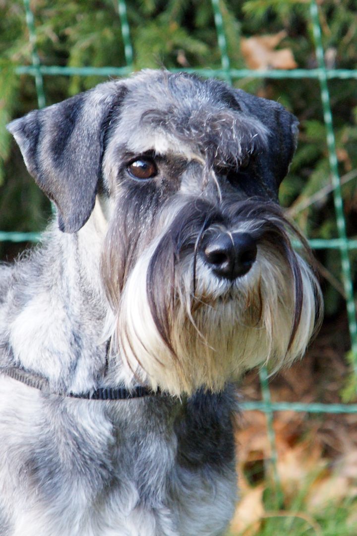 Sankarikoira Miss Lee. Kuva Kirsti Kauppi.