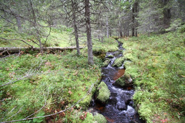 Luonnontilainen metsäpuro Taivalkoskella. Kuva: Jussi Jyväsjärvi