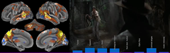 Indiana Jones -elokuvapätkän vaikutus aivojen eri osa-alueisiin. Kuva: Juha Lahnakoski