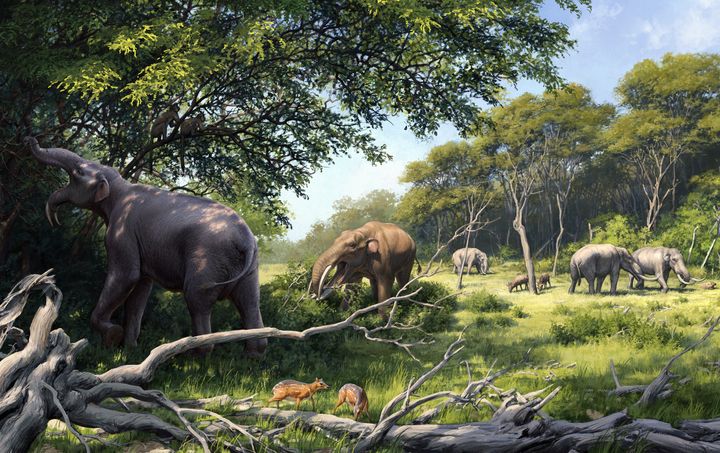 Ennen nykyisen kaltaisten norsujen evoluutiota monenlaiset niiden varhaiset sukulaiset usein esiintyivät yhdessä muinaisissa elinympäristöissään. Tässä kuvassa on esitetty taiteilijan näkemys keski-mioseeniaikaisesta ympäristöstä Keniasta noin 15 miljoonan vuoden takaa. Deinotheereihin kuulunut Prodeinotherium hobleyi -norsueläin (kuvassa vasemmalla etualalla) sekä ”lapioleukaisiin” amebelodontteihin kuulunut Protanancus macinnesi -norsueläin (kuvassa Prodeinotherium:in takana) söivät puiden ja pensaiden lehtiä ja oksia, kun taas taka-alalla näkyvät Afrochoerodon kisumuensis -norsueläimet olivat sopeutuneet käyttämään ravintonaan myös heinäkasveja paikallisesti avoimissa, heinäkasvivaltaisissa osissa ympäristöä. Lisäksi nämä norsueläimet jakoivat ympäristönsä monien muiden kasvinsyöjien kanssa, joista kuvassa on esitetty Dorcatherium-suvun kääpiökauris (vasemmalla etualalla), sekä varhainen antilooppien sukuinen märehtijä Homoiodorcas/Turcocerus (taka-alalla). Kuva: Beth Zaiken
