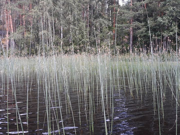 Vattenväxtkartläggningar