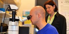 Olli Matilainen ja Carina Holmberg tutkimassa C. Elegans -sukkulamatoja.(Kuva: Päivi Lehtinen / Helsingin yliopiston viestintä)