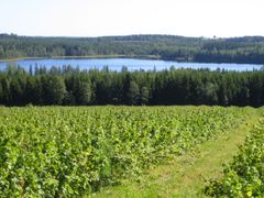 Herukkapeltoa Ilomantsissa. Kuva: Arto Ruuska/Pohjois-Karjalan ELY-keskus