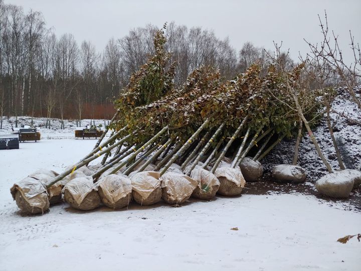 Puistolehmukset taimistolla viikolla 45.