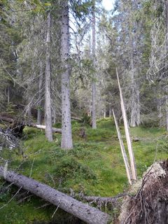 Taapurin kuusikoissa on lähteisyyttä ja puronotkoja. Kuva Marja Manninen.