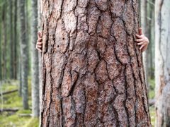 "Kansallispuistoissa ei aina koe seikkailuja. Karhujen kanssa ei painiskella. Mutta yhteyden niissä löytää. Yhteyden retkikumppaniin, poikaan, tyttäreen. Ja ennen kaikkea: yhteyden luontoon, itseen." Tomi Kontio, Kansallispuistojen kutsu. Kuva: Tomi Kontio