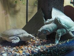 Pehmeät kilpikonnat Hippo ja Teppo
