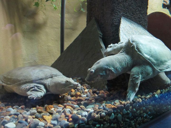 Pehmeät kilpikonnat Hippo ja Teppo