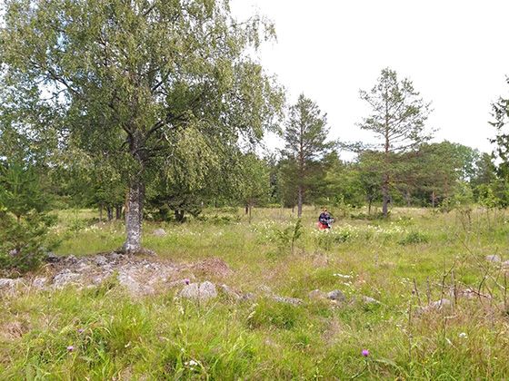 Laidunnettu, hakamainen niitty. Korsnäs, Pohjanmaa. Kuva: Robin Sjöblom