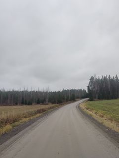 Hyrsynkulmantie (mt 13545) Ypäjällä.