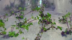Mikrolisättyjä, soluista lisättyjä kangasajuruohon taimia kasvamassa lasipurkeissa.
Lisäystä testattiin Oulun yliopiston kasvitieteellisessä puutarhassa onnistuneesti. 
Kuva: Irmeli Ruokanen
