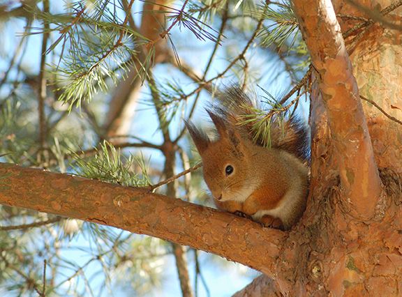 Nisäkästieteen päivillä pohditaan myös oravien elämää (kuva: Laura Hiisivuori)
