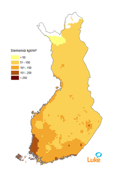 Kuva 5. Männyn alustava siemensatoennuste keväälle 2017 ennustemalleihin ja pikkukäpyjen lukumäärään perustuen.