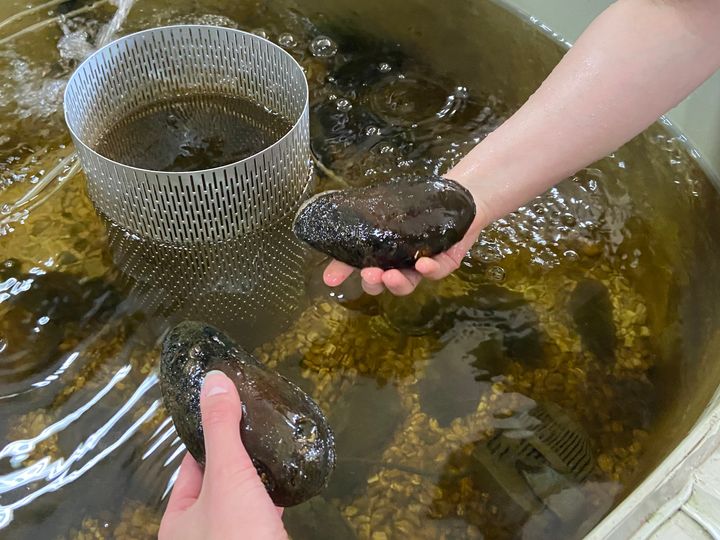 Raakkujen olosuhteet ovat optimaaliset lisääntymiseen Konneveden tutkimusaseman kasvatusaltaassa. Kuva: Katja Vainionpää