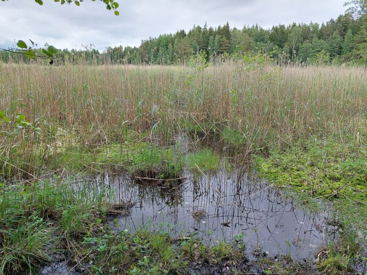 Mängden vatten som kommer till Keitalaviken har minskat, vilket har ökat igenväxandet av området. Bild: Aki Janatuinen