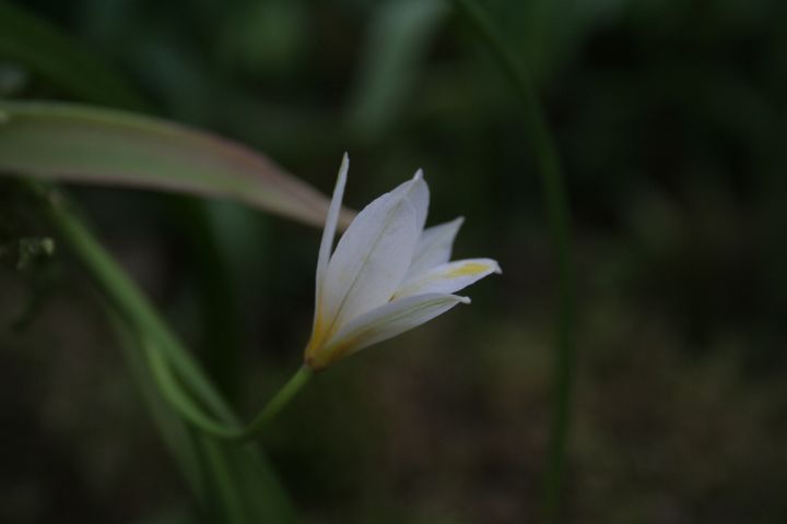 Pieni ja vaatimaton tulppaanilajike "Tulipa cretica" Kuva: Ville Heimala/LUOMUS