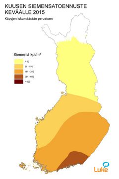 Kuva 2. Kuusen siemensatoennuste keväälle 2015.
