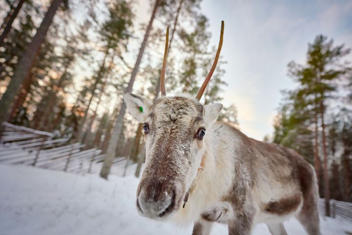 Kuva: Mikko Törmänen