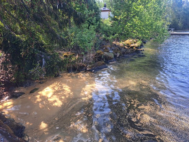 Järvien pinnoilla voi näkyä nyt siitepölyä. Viikinsaaren edustalla oli paljon siitepölyä Tampereen Pyhäjärvellä. Kuva: Salla Taskinen