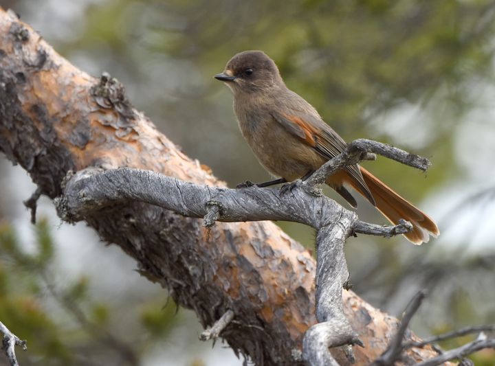 Kuukkeli on pohjoisen havumetsävyöhykkeen tunnuslajeja, jota uhkaa niin ilmastonmuutos kuin vanhojen metsien väheneminen. © Petteri Lehikoinen