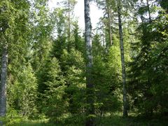 Jatkuvapeitteisessä kasvatuksessa metsää ei uudisteta ja kasvateta yhtenä tasaikäisenä puusukupolvena, vaan metsiköissä on monen ikäisiä puita, joista poistetaan osa kerrallaan. Avohakkuuta ei tehdä, vaan metsä säilyy aina enemmän tai vähemmän peitteisenä. Kuva: Olli Tahvonen