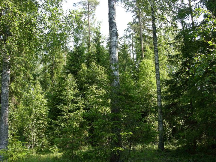 Jatkuvapeitteisessä kasvatuksessa metsää ei uudisteta ja kasvateta yhtenä tasaikäisenä puusukupolvena, vaan metsiköissä on monen ikäisiä puita, joista poistetaan osa kerrallaan. Avohakkuuta ei tehdä, vaan metsä säilyy aina enemmän tai vähemmän peitteisenä. Kuva: Olli Tahvonen