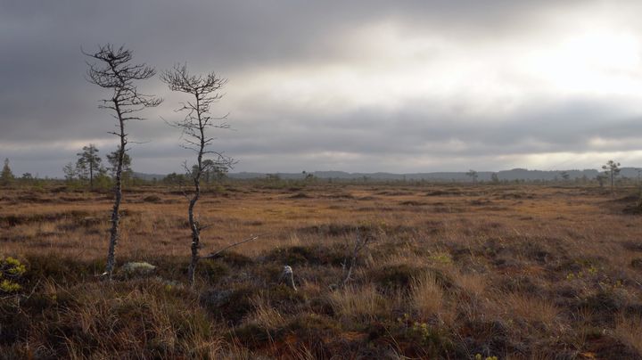 Yksi näyttelyyn osallistuvista projekteista on Suomen luonnonsuojeluliiton Hiilipörssi, jossa jokainen voi osakkeita ostamalla investoida suoraan Suomen turvealueiden palauttamiseen luonnolliseen tilaansa. Kuva: Aalto-yliopisto (otos Miika Ullakon elokuvasta)