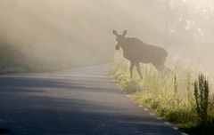 Hirvionnettomuudet tapahtuivat useimmiten hämärässä tai pimeällä. Kuva: Allan Wallberg, Mostphotos