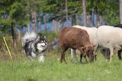 Finsk lapphund, bild: Krista Haataja