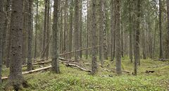 METSO-ohjelmaan kuuluvaa metsää Lapualla.