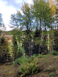 Nipertåkerns sluttningslund