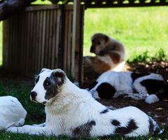 Keskiaasiankoira. Kuva: Hannes Lohen tutkimusryhmä.