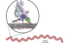 Komplementin aktivaatiota säätelevä proteiinikompleksi Borrelia-bakteerin pinnalla. Kuva: Konstantin Kogan