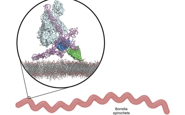 Komplementin aktivaatiota säätelevä proteiinikompleksi Borrelia-bakteerin pinnalla. Kuva: Konstantin Kogan