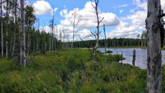 METSO-suojelukohteiksi käyvät monenlaiset metsät ja elinympäristöt, kuten vesistöjen lähimetsät. Kuva: Jyri Pääkkönen