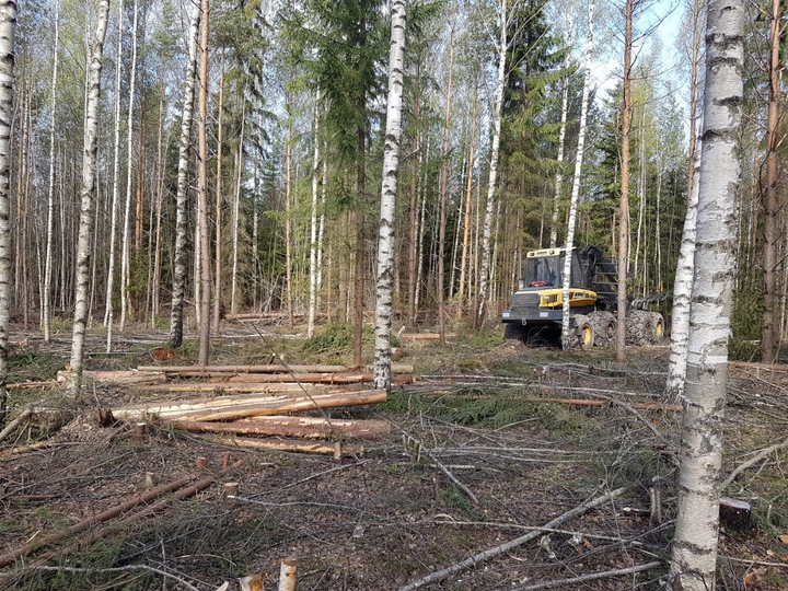 Harvennushakkuu. Kuvaaja: Ari Kotiharju