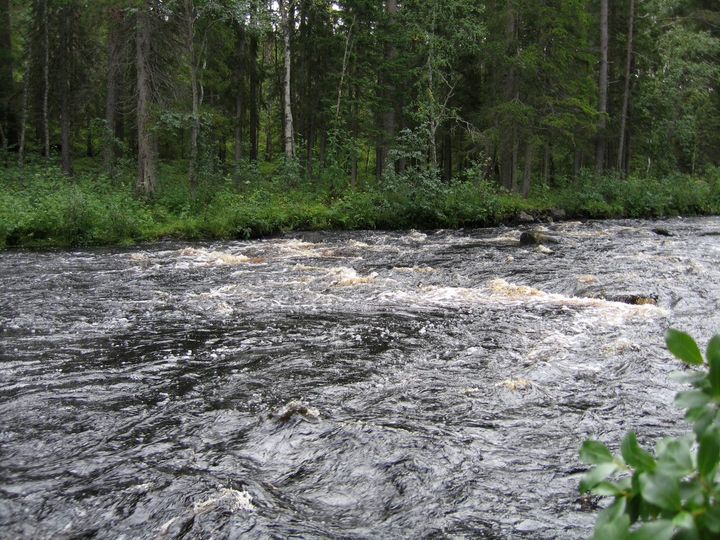 Metsäjoki. Kuva: Pirjo Ferrin.