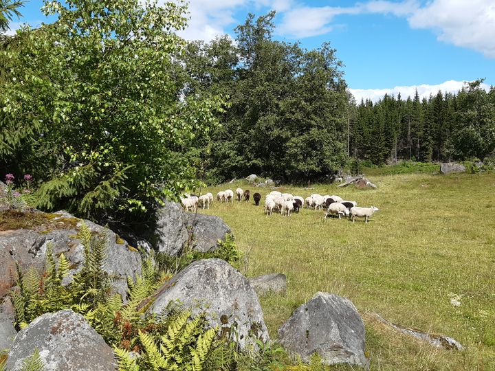 Lampaita Kaartiolammen laitumella.