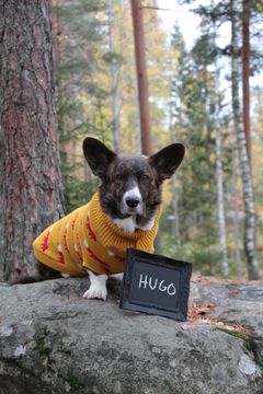 Welsh corgi cardigan Hugo, kuvaaja Riikka Surkka-Niemeläinen.