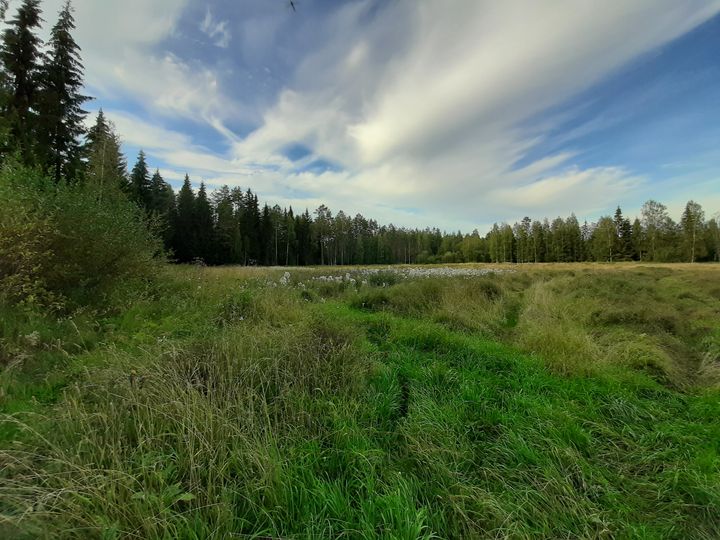 Ennallistettava Eevanniityn alue, joka on tällä hetkellä riistapeltona.