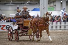 Valjakkoajoa esitellään Helsinki Horse Fair -messuilla. Kuva: Messukeskus