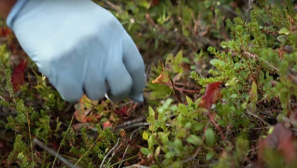 Berry picking