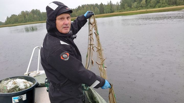 Aarno Karels Tyllinjärvellä koeverkkokalastamassa, kuvaajana Ari Nieminen.