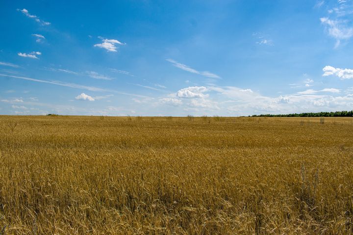 Pahiten sään ääri-ilmiöt vaikuttivat vehnänviljelijöihin, joiden riski kohdata liian kuuma ja kuiva kasvukausi nousi tutkimusjaksolla kuusinkertaiseksi. Kuva: Pixabay.