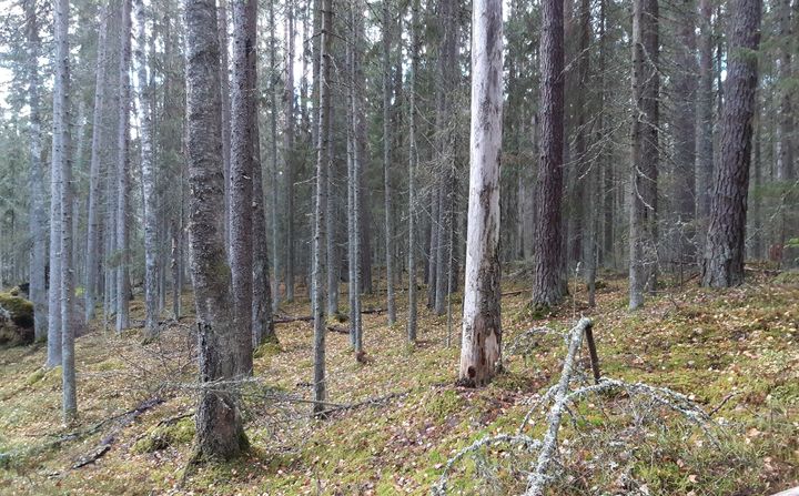 Metsäinen luontotyyppi, vanhaa metsää. Kuva: Minna Kosonen. Vapaa julkaistavaksi.