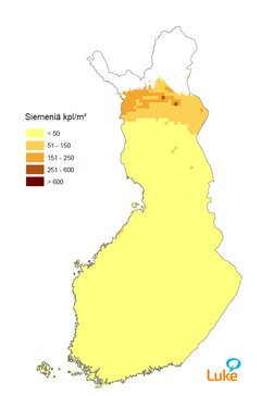 Kuva 2. Kuusen siemensatoennuste keväälle 2016 käpyjen lukumäärään perustuen.